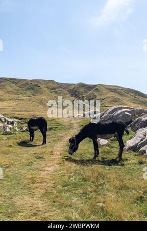 L'asino nei Pirenei, nel paesaggio naturale, mastica l'erba Foto Stock