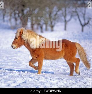 Cavallo islandese in inverno, trotto nel paddock innevato. Germania del Sud Foto Stock