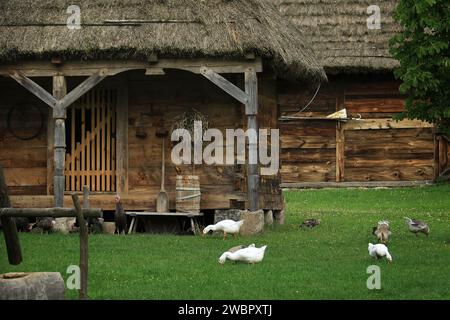 SIERPC, POLONIA - 25 agosto 2017: Oche, anatre e tacchini che pascolano davanti a un tradizionale cortile con tetto in paglia in Polonia. Foto Stock