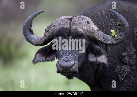 Ritratto fotografico di un toro di bufalo africano (Syncerus caffer) con fango e alcune foglie sul suo corno Foto Stock