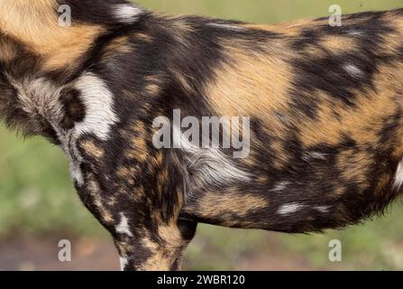 Vista ravvicinata del fianco e della spalla di un cane selvatico africano (Lycaon pictus) che mostra segni tipici sulla pelliccia Foto Stock