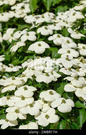 Cornus kousa chinensis Wisley Queen, canottiere cinese Wisley Queen, quattro teste di fiori di bratti crema ampiamente ovati che diventano rosa Foto Stock