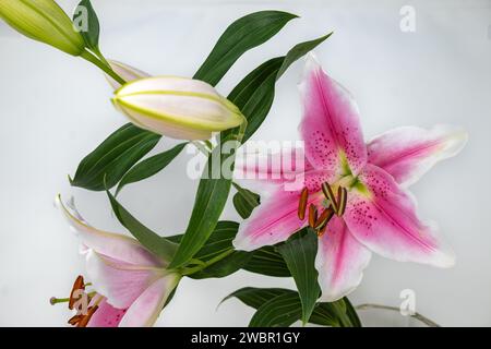 Fiori di giglio rosa con sfondo bianco. Foto Stock