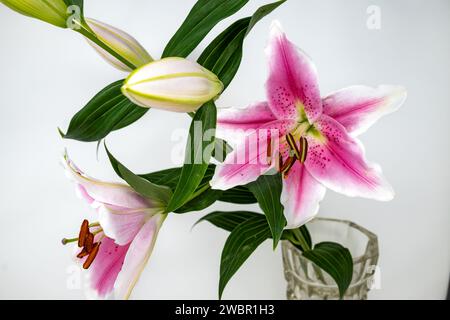 Fiori di giglio rosa con sfondo bianco. Foto Stock