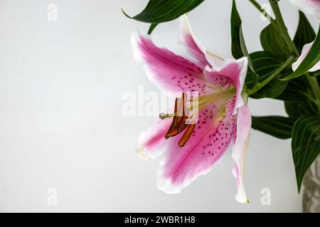 Fiori di giglio rosa con sfondo bianco. Foto Stock