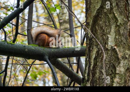 ed scoiattolo che si allontana su un ramo d'albero ricoperto di muschio in una foresta autunnale Foto Stock