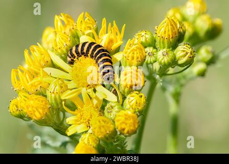 Cinabro Moth (Tyria jacobaeae) bruco nutrito di ragwort (Senecio jacobaea) Foto Stock