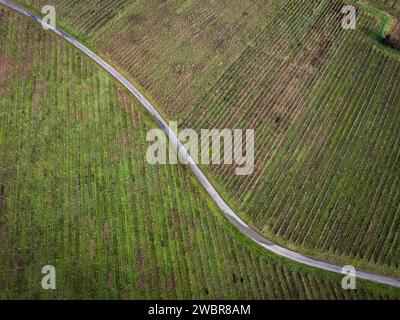 FRANCIA, GIRONDE, SAINTE CROIX DU MONT, TORTUOSA STRADA DI CAMPAGNA CHE ATTRAVERSA I VIGNETI DI BORDEAUX IN INVERNO, VIGNETI IN INVERNO, AOC CADILLAC COTES DE Foto Stock