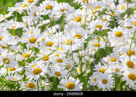 Fiori di margherite selvatici che crescono su prato, prato, camomiles bianco su sfondo verde erba. Margherita di Oxeye, vulgare di Leucanthemum, margherite, margherite comune, cane Foto Stock