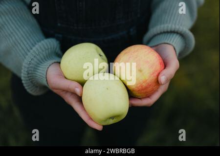 Primo piano delle mani che tengono le mele mature organiche nel frutteto Foto Stock