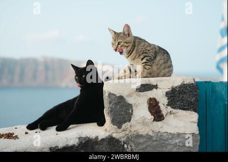 Due gatti leccano le labbra mentre sono seduti su un muro di mattoni Foto Stock