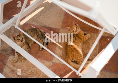 Due gattini che riposano sotto la sedia a sdraio della piscina su pavimento piastrellato in una giornata estiva Foto Stock