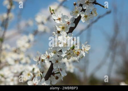 Fuoco selettivo dei rami bei dei fiori di prugna sull'albero sotto il cielo blu, i fiori di Sakura bei durante la stagione primaverile nel parco, p floreale Foto Stock