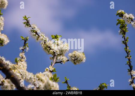 Fuoco selettivo dei rami bei dei fiori di prugna sull'albero sotto il cielo blu, i fiori di Sakura bei durante la stagione primaverile nel parco, p floreale Foto Stock