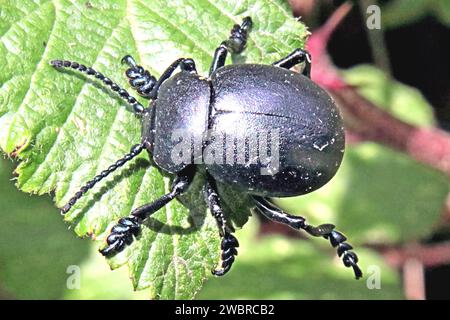 Beetle dal naso sanguinoso Foto Stock