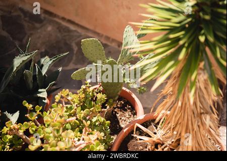 Primo piano del cactus in vaso di fichi d'India nell'area patio all'aperto Foto Stock