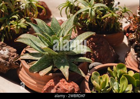 Primo piano della pianta di aloe vera in un vaso di terracotta all'esterno Foto Stock