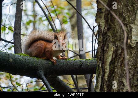 ed scoiattolo che si allontana su un ramo d'albero ricoperto di muschio in una foresta autunnale Foto Stock