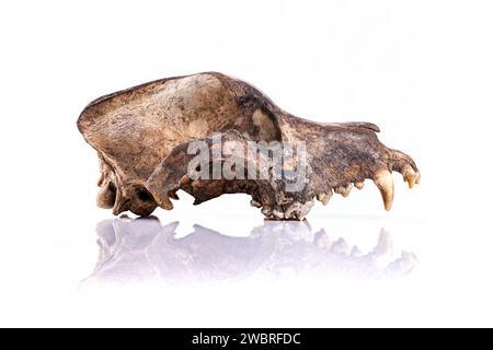 fotografia del vero cranio di cani isolata su sfondo bianco Foto Stock