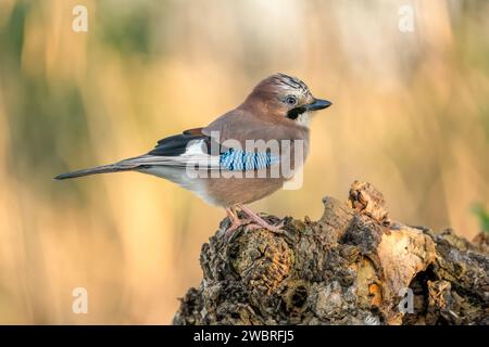 Eurasian jay Garrulus glandarius Foto Stock