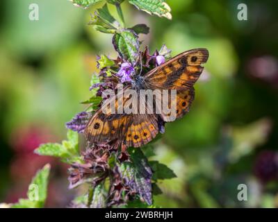 La farfalla Wall Brown riposa con le ali aperte Foto Stock