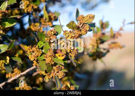 Il bacino mediterraneo (Rhamnus alaternus) è un arbusto sempreverde originario del bacino mediterraneo. Fiori e foglie dettaglio. Questa foto è stata scattata vicino Foto Stock