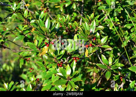Il biancospino mediterraneo (Rhamnus alaternus) è un arbusto sempreverde originario del bacino del Mediterraneo. Dettagli di frutta e foglie. Questa foto è stata scattata in Men Foto Stock