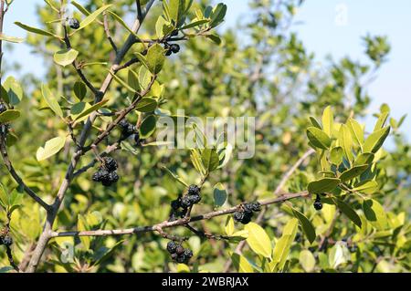 Il biancospino mediterraneo (Rhamnus alaternus) è un arbusto sempreverde originario del bacino del Mediterraneo. Frutta matura e foglie particolari. Questa foto è stata scattata Foto Stock