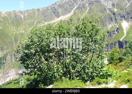 L'alpino spinoso o pudio (Rhamnus alpina o Rhamnus alpinus) è un arbusto deciduo originario delle montagne del sud Europa e del nord Africa. Questa foto wa Foto Stock