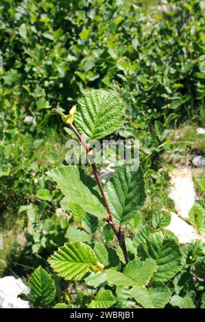 L'alpino spinoso o pudio (Rhamnus alpina o Rhamnus alpinus) è un arbusto deciduo originario delle montagne del sud Europa e del nord Africa. Lascia dettagli Foto Stock