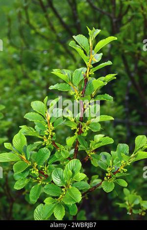 L'alpino spinoso o pudio (Rhamnus alpina o Rhamnus alpinus) è un arbusto deciduo originario delle montagne del sud Europa e del nord Africa. Questa foto wa Foto Stock