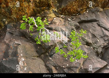 L'alpino spinoso o pudio (Rhamnus alpina o Rhamnus alpinus) è un arbusto deciduo originario delle montagne del sud Europa e del nord Africa. Questa foto wa Foto Stock
