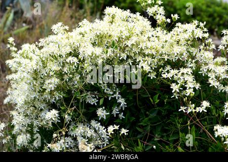 La barba dell'anziano (Clematis vitalba) è un arbusto arrampicato originario dell'Europa meridionale e centrale e dell'Asia occidentale. Questa foto è stata scattata a la Llacuna, Barcellona Foto Stock