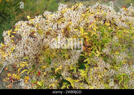 La barba dell'anziano (Clematis vitalba) è un arbusto arrampicato originario dell'Europa meridionale e centrale e dell'Asia occidentale. Questa foto è stata scattata a la Llacuna, Barcellona Foto Stock