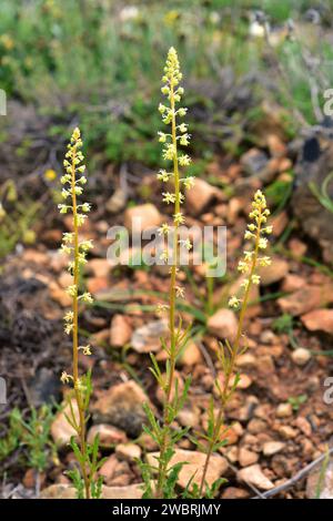 Il razzo di Dyer (Reseda luteola) è un'erba annuale originaria dell'Eurasia. Questa foto è stata scattata nella provincia di Burgos, Castilla-Leon, Spagna. Foto Stock