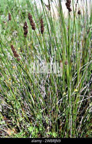 La canna da thatching del capo (Elegia tectorum o Chondropetalum tectorum o Restio tectorum) è una pianta perenne originaria del Sudafrica. Foto Stock