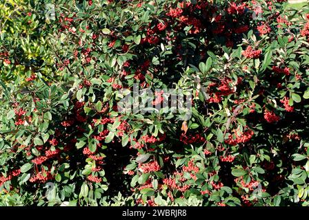 cotoneaster tardivo o Milkflower cotoneaster (Cotoneaster lacteus) è un arbusto originario della Cina ma ampiamente coltivato come ornamentale. Frutta (pomes) e le Foto Stock