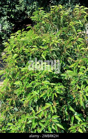 l'alloro del Portogallo (Prunus lusitanica) è un piccolo albero sempreverde originario della Macaronesia (Isole Canarie, Azzorre e Madera) e in alcune località dell'IBE Foto Stock