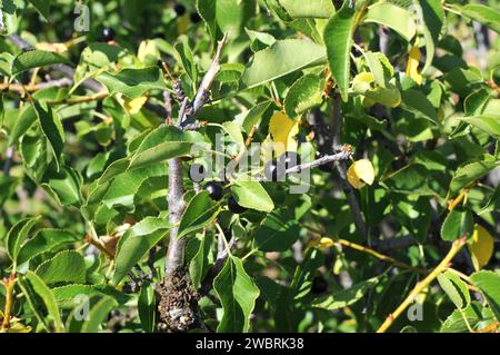 St La ciliegia Lucie (Prunus mahaleb) è un arbusto deciduo o piccolo albero originario del bacino del Mediterraneo. I suoi semi forniscono un'essenza usata per cucinare. Mat Foto Stock