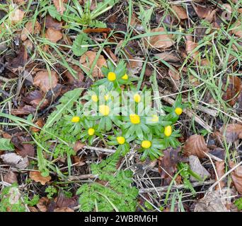 Winter Aconite in bocciolo inizio gennaio 2024, Cherry Willingham, Lincolnshire, Inghilterra, Regno Unito Foto Stock