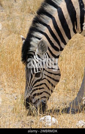 Primo piano di una testa di zebra Burchell, che sta navigando sull'erba secca Foto Stock