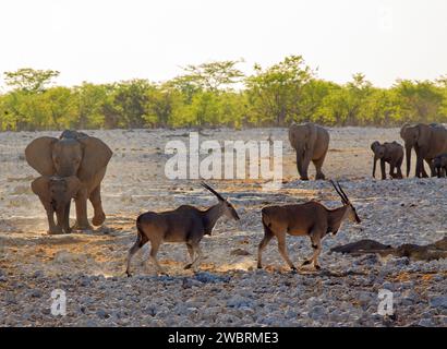 Una piccola mandria di Eland nelle pianure, mentre una piccola mandria di elefanti camminava verso di loro, che riversava la polvere mentre camminavano. Foto Stock