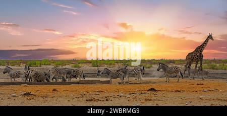 Branco di zebra Burchell con giraffa solitaria e orice in una pozza d'acqua con sfondo naturale di brughiera - Parco Nazionale di Etosha Foto Stock