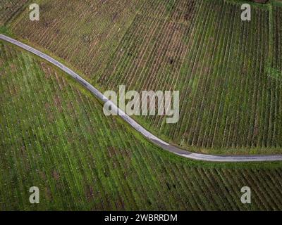 FRANCIA, GIRONDE, SAINTE CROIX DU MONT, TORTUOSA STRADA DI CAMPAGNA CHE ATTRAVERSA I VIGNETI DI BORDEAUX IN INVERNO, VIGNETI IN INVERNO, AOC CADILLAC COTES DE Foto Stock