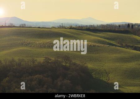 Un gregge di pecore che pascolano nelle dolci colline toscane. Foto Stock