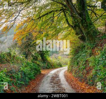 Passeggia attraverso la splendida campagna in una Cornovaglia autunnale, lungo una strada umida ma molto colorata appena fuori da Looe by Watergate. Buon per l'anima. Foto Stock