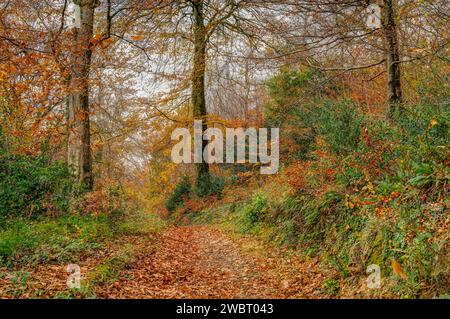 Una bella pista alberata aperta attraverso un bosco autunnale molto colorato in un giorno fermo. Con colori dorati, russet e verde. Foto Stock