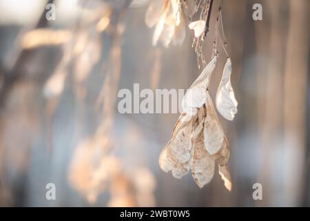 semi d'albero, parco invernale, semi d'albero nel sole invernale Foto Stock