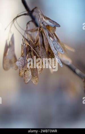 semi d'albero, parco invernale, semi d'albero nel sole invernale Foto Stock