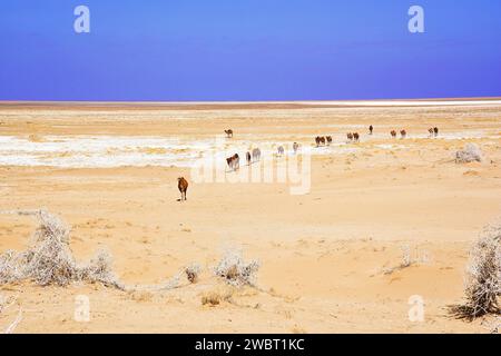 Incontro ravvicinato con una carovana di cammelli selvatici nel deserto di Maranjab, Aran o Bidgol, provincia di Isfahan, ne di Kashan, Iran Foto Stock